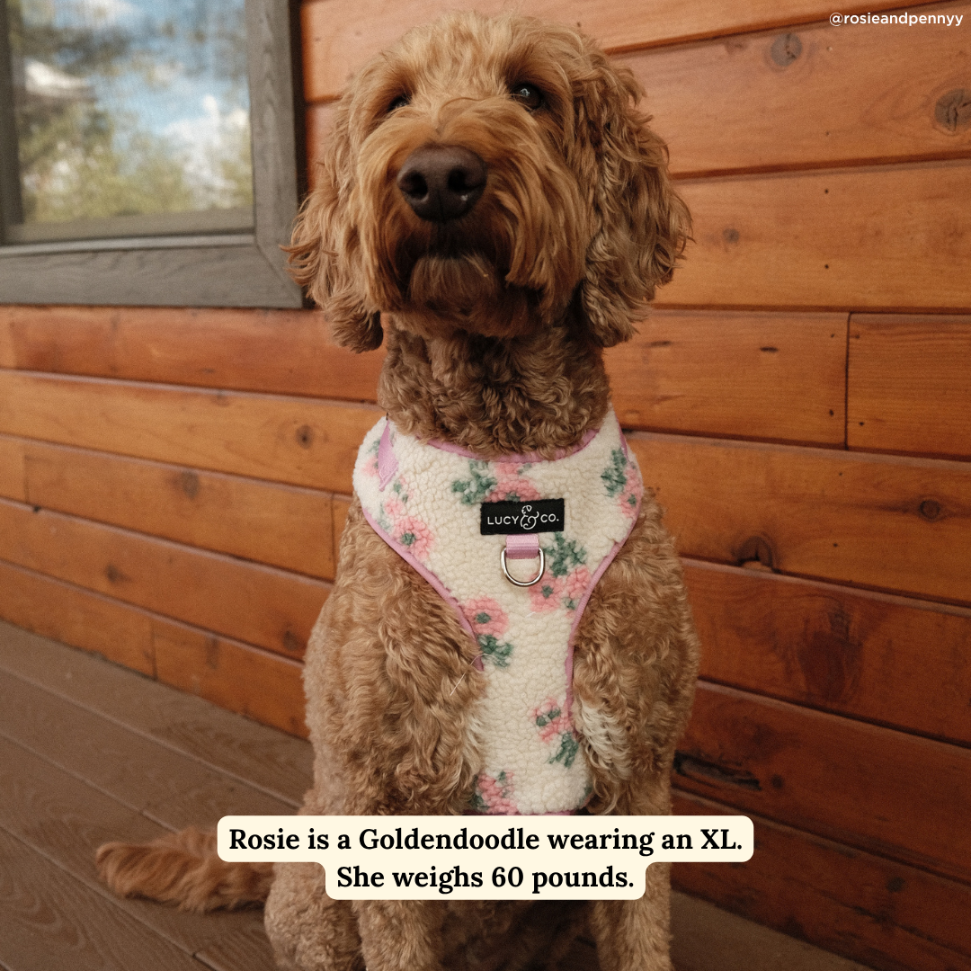 In Full Bloom No-Pull Harness