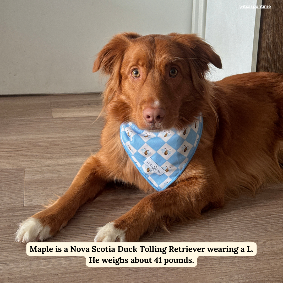 Bumbling Around Bandana