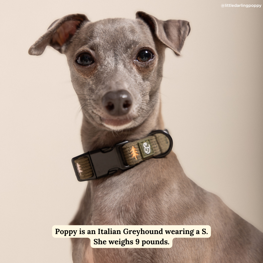 Take a Hike Corduroy Collar