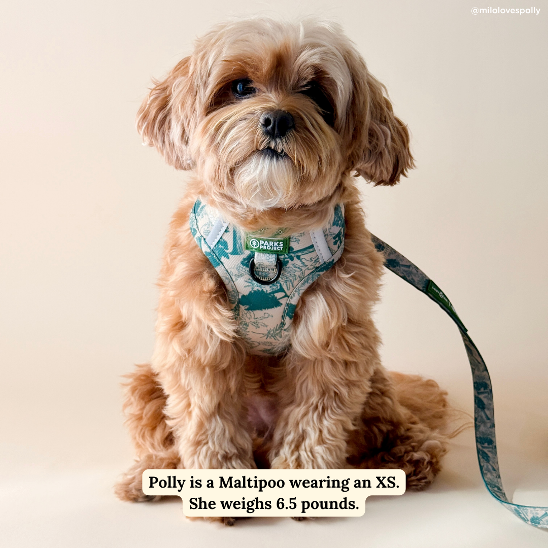 Lucy & Co. x Parks Project Sequoia Seedlings No-Pull Harness