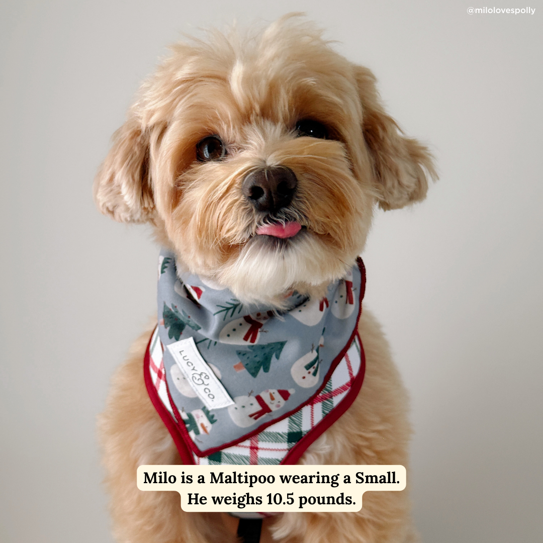 Snow Much Fun Bandana