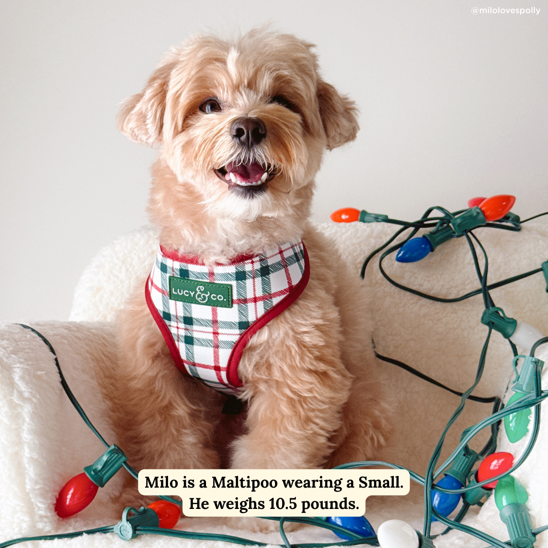 Snow Much Fun Reversible Harness