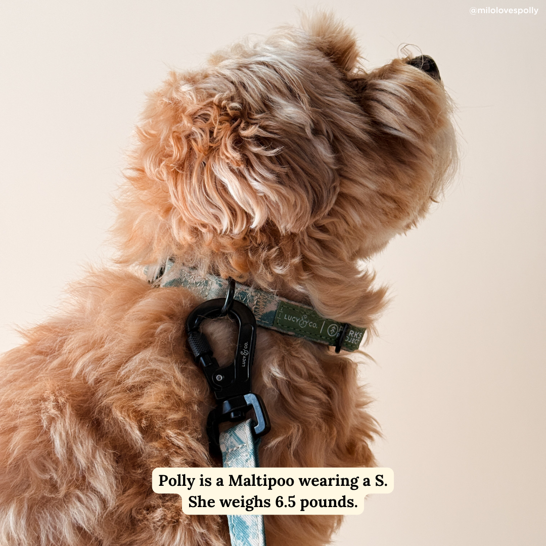 Lucy & Co. x Parks Project Sequoia Seedlings Collar