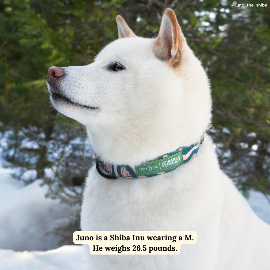 Lucy & Co. x Parks Project Geyser Collar