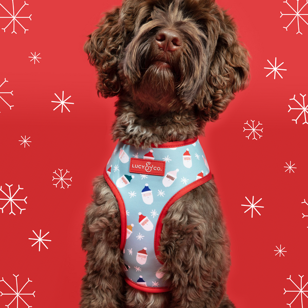 Pet Perfect Luxury Dog Collar Dog Gift - Italian Leather Designer Dog  Collar - Cute Dog Collar - Durable Dog Collar with Bow - Stylish and  Comfortable