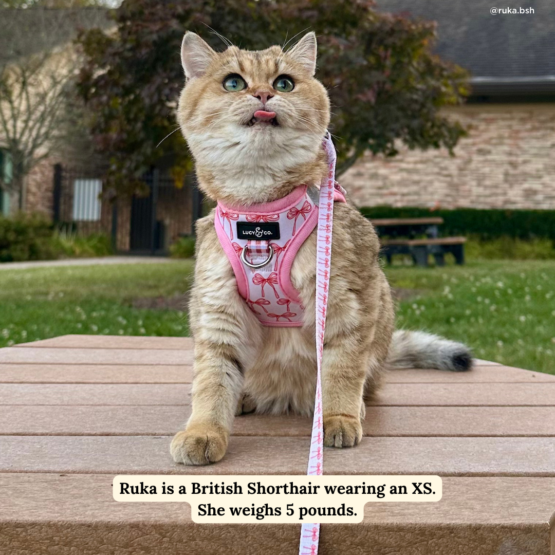 Take a Bow Cat Leash