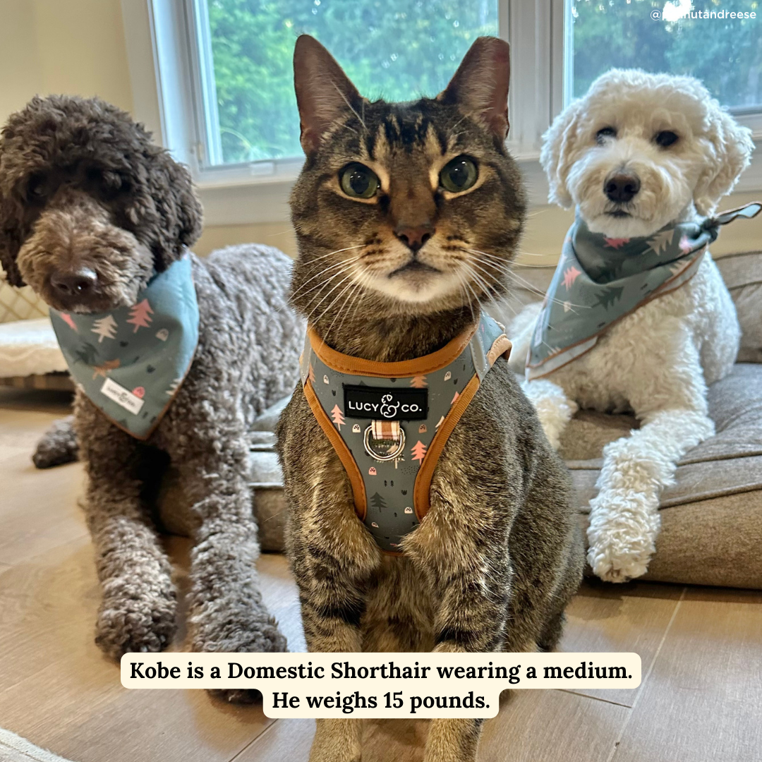 Take a Hike Step-in Cat Harness