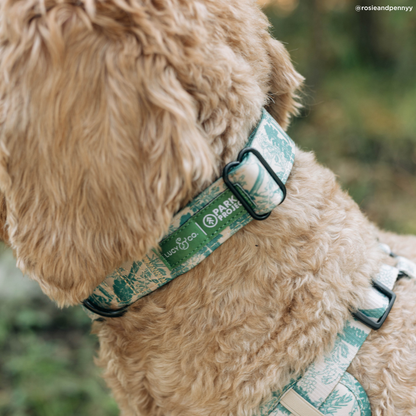 Lucy & Co. x Parks Project Sequoia Seedlings Collar