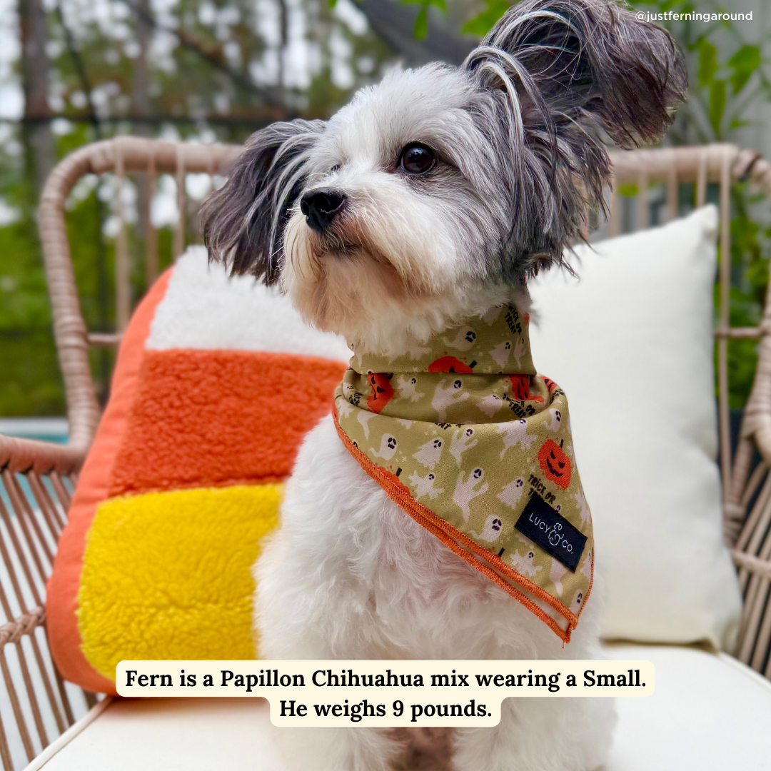 Trick or Treat Bandana
