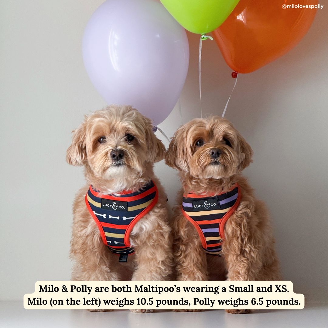 Howloween Reversible Harness