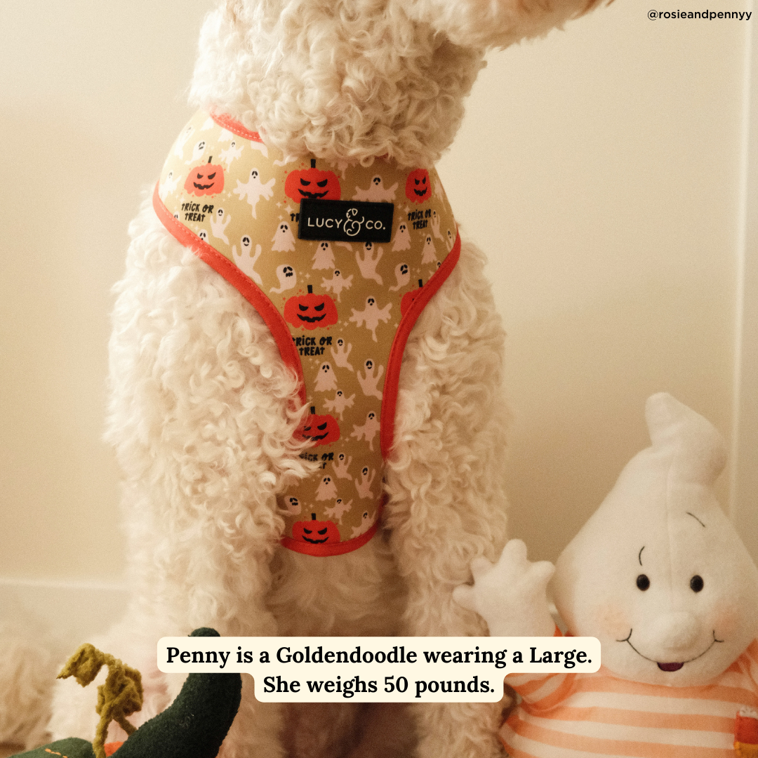Trick or Treat Reversible Harness