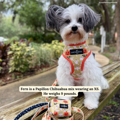 Trick or Treat Reversible Harness