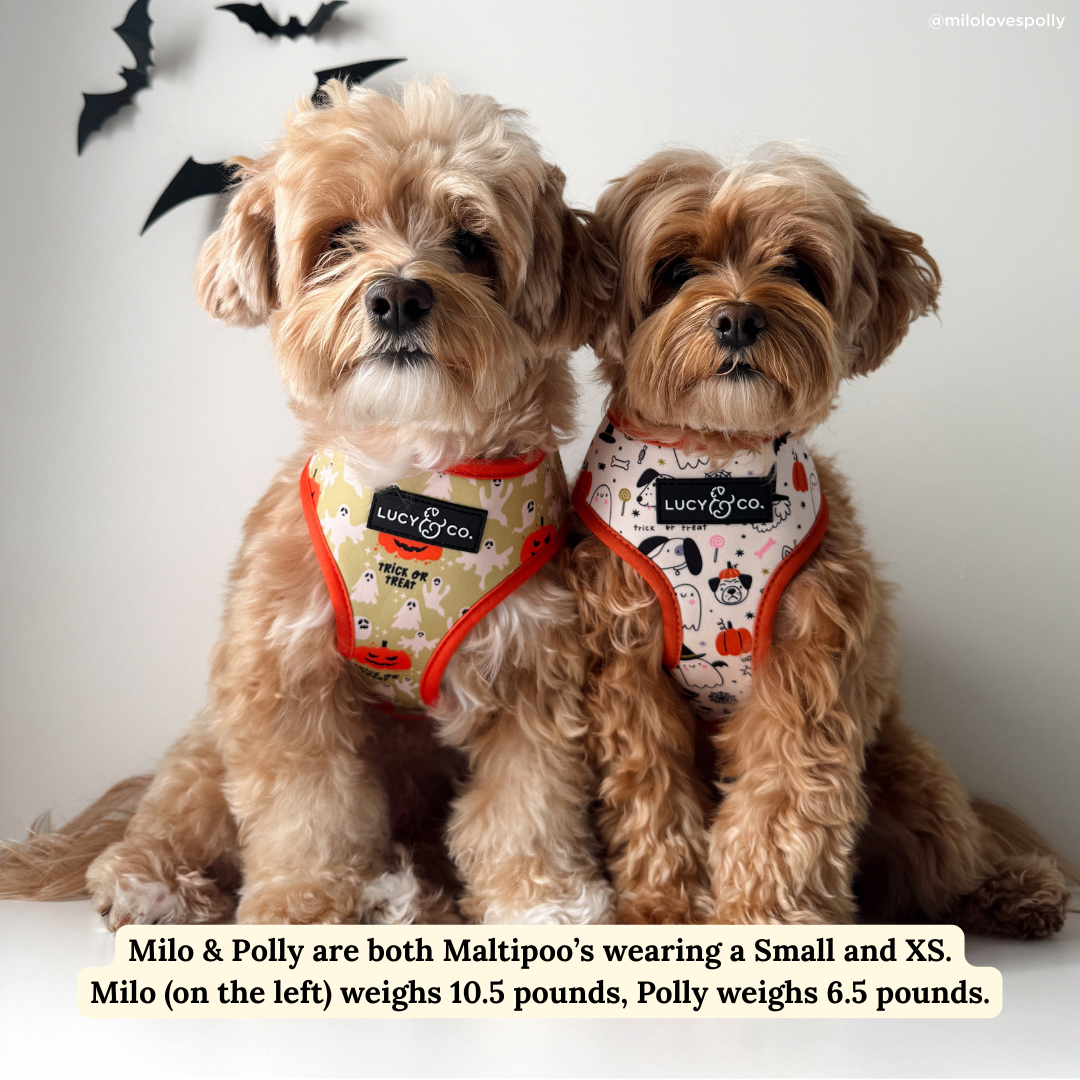 Trick or Treat Reversible Harness
