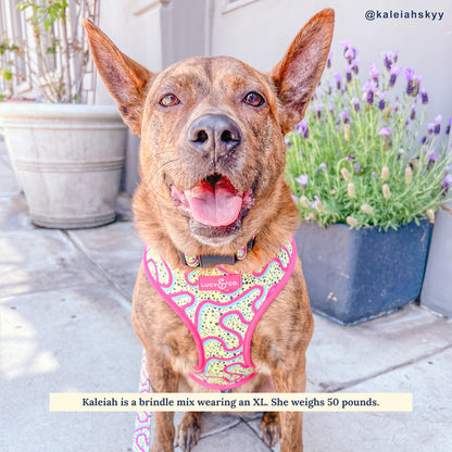 Rolling Around Malibu Reversible Harness