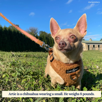 Cinnamon Teddy Leash