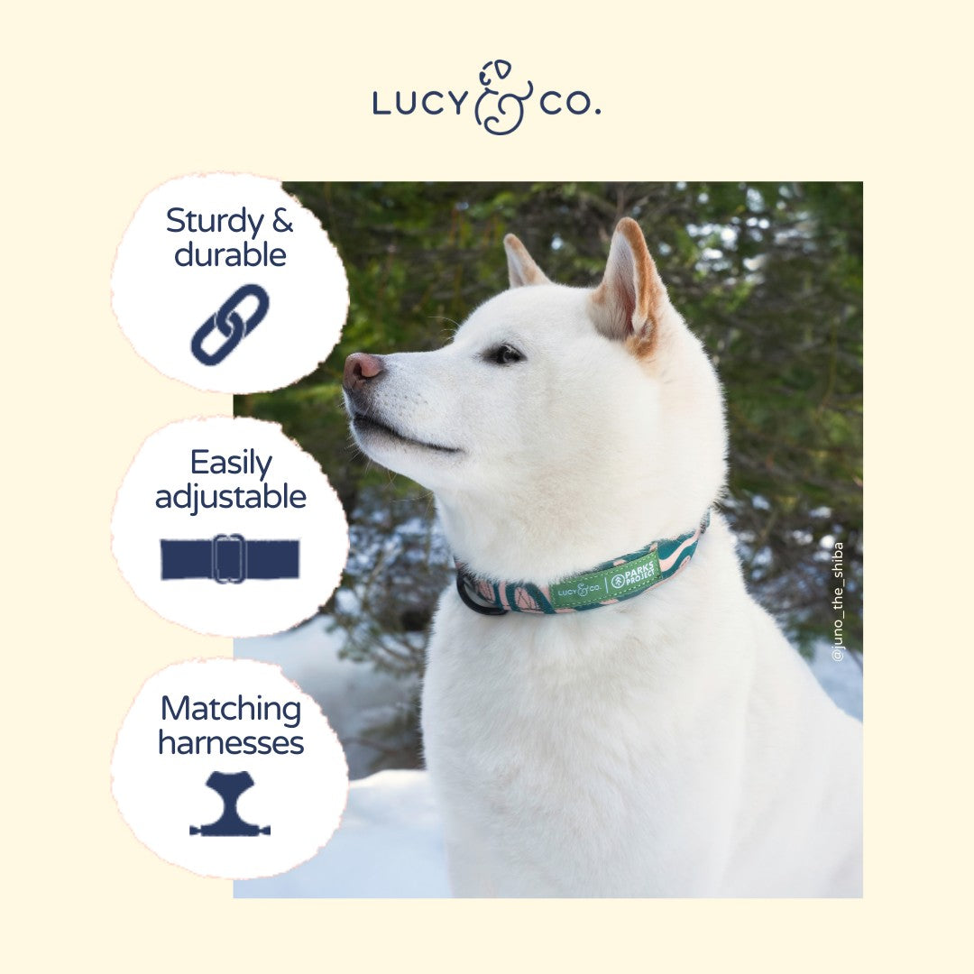Lucy & Co. x Parks Project Geyser Collar