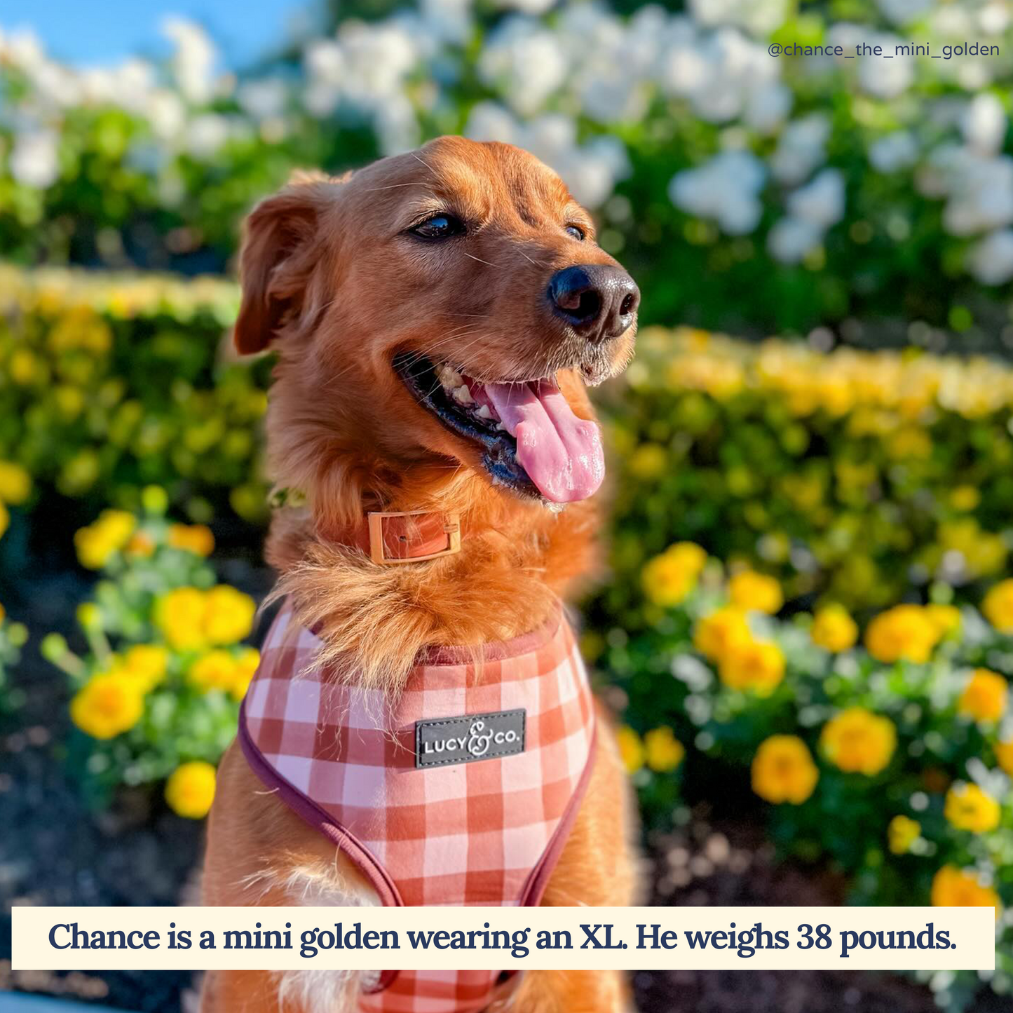 Unbeleafable Reversible Harness