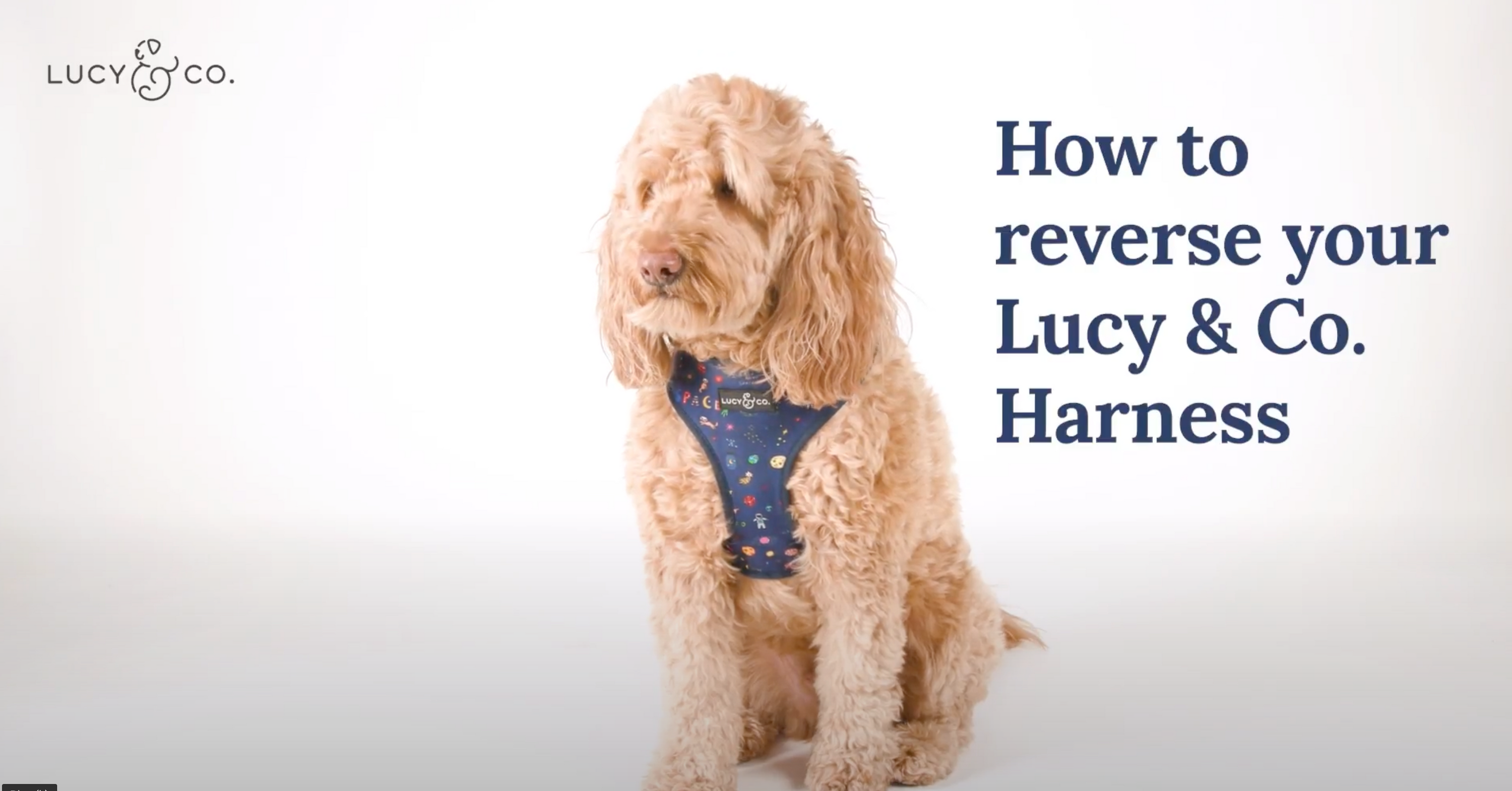 Shop The Best Dog Harness The Space Doodle Reversible Harness