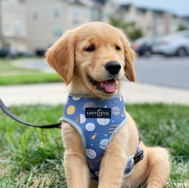 petsmart headcollar