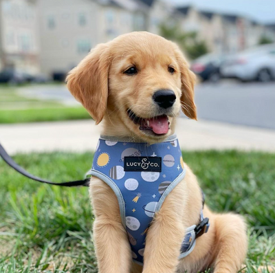 Petsmart dog collars clearance and leashes