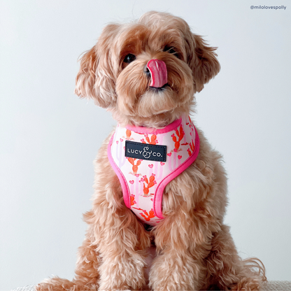 Howdy, Honey Reversible Harness
