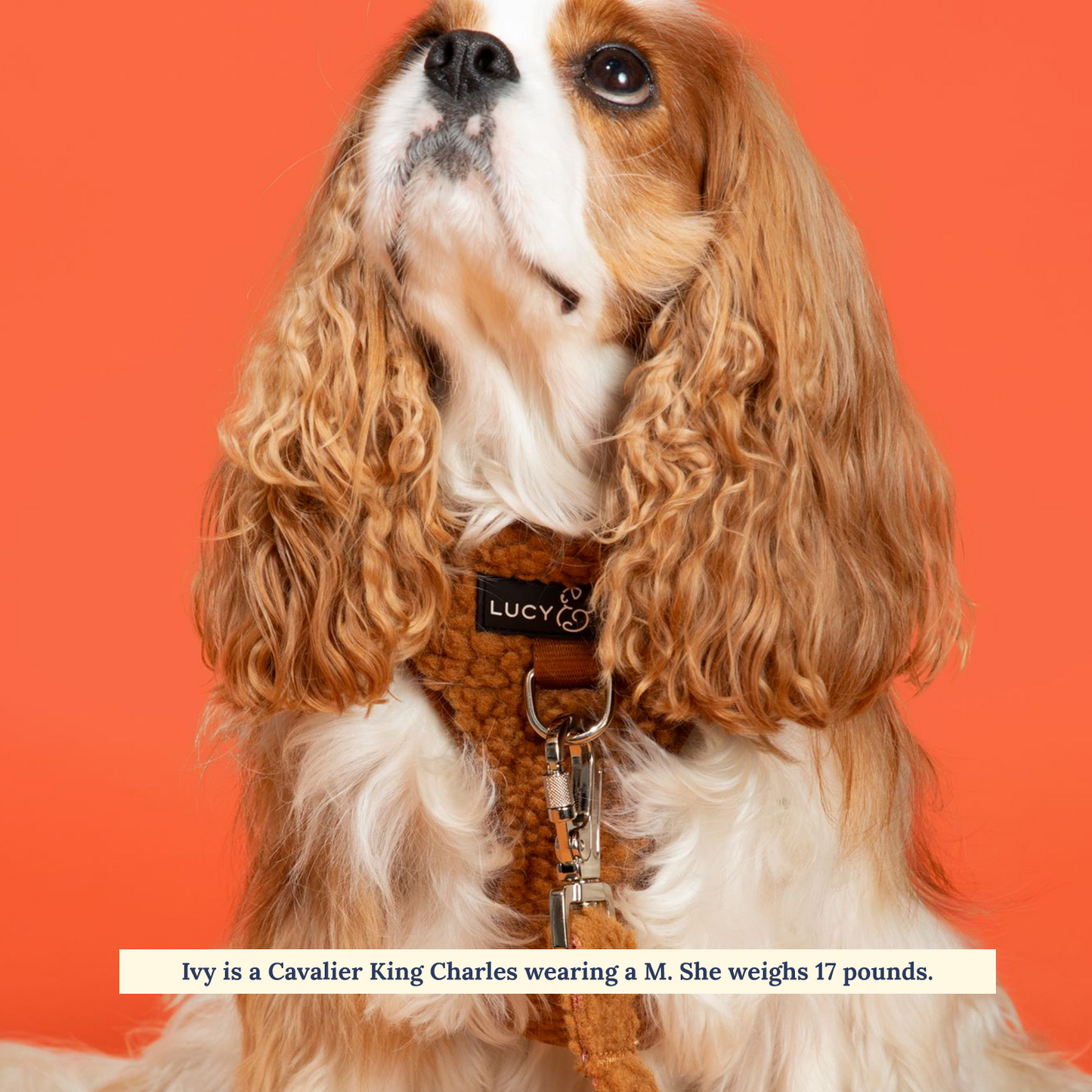 Cinnamon Teddy No-Pull Harness