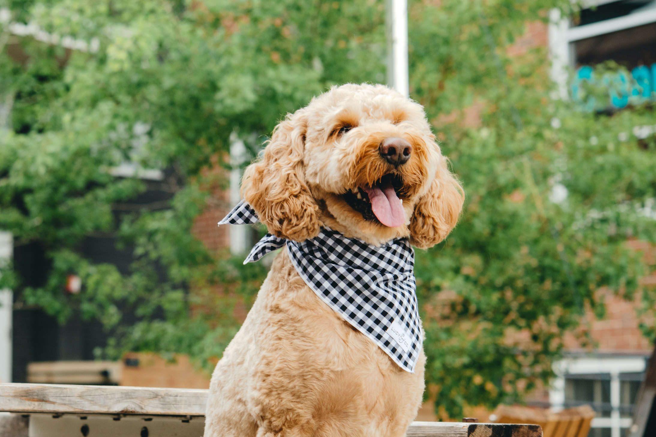 Lucy & 2025 co women's clothing