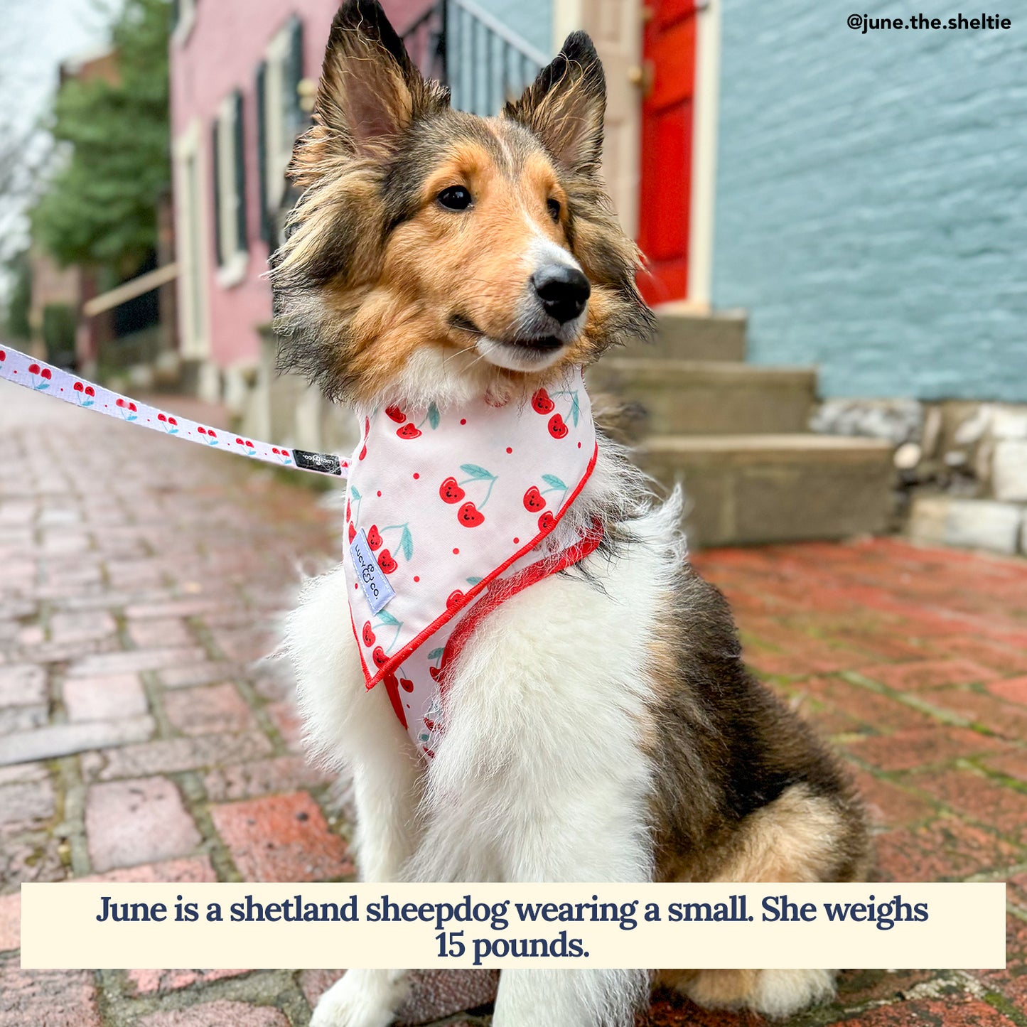 The Cheery Cherries Bandana