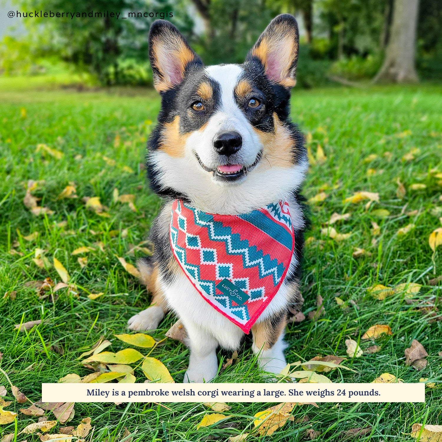 Holiday bandana hotsell