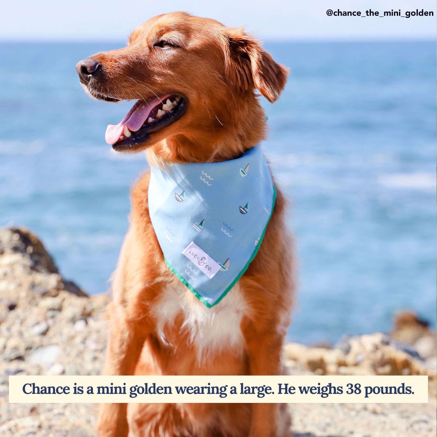 The Set Sail Sailboat Bandana Summer Dog Bandana – Lucy