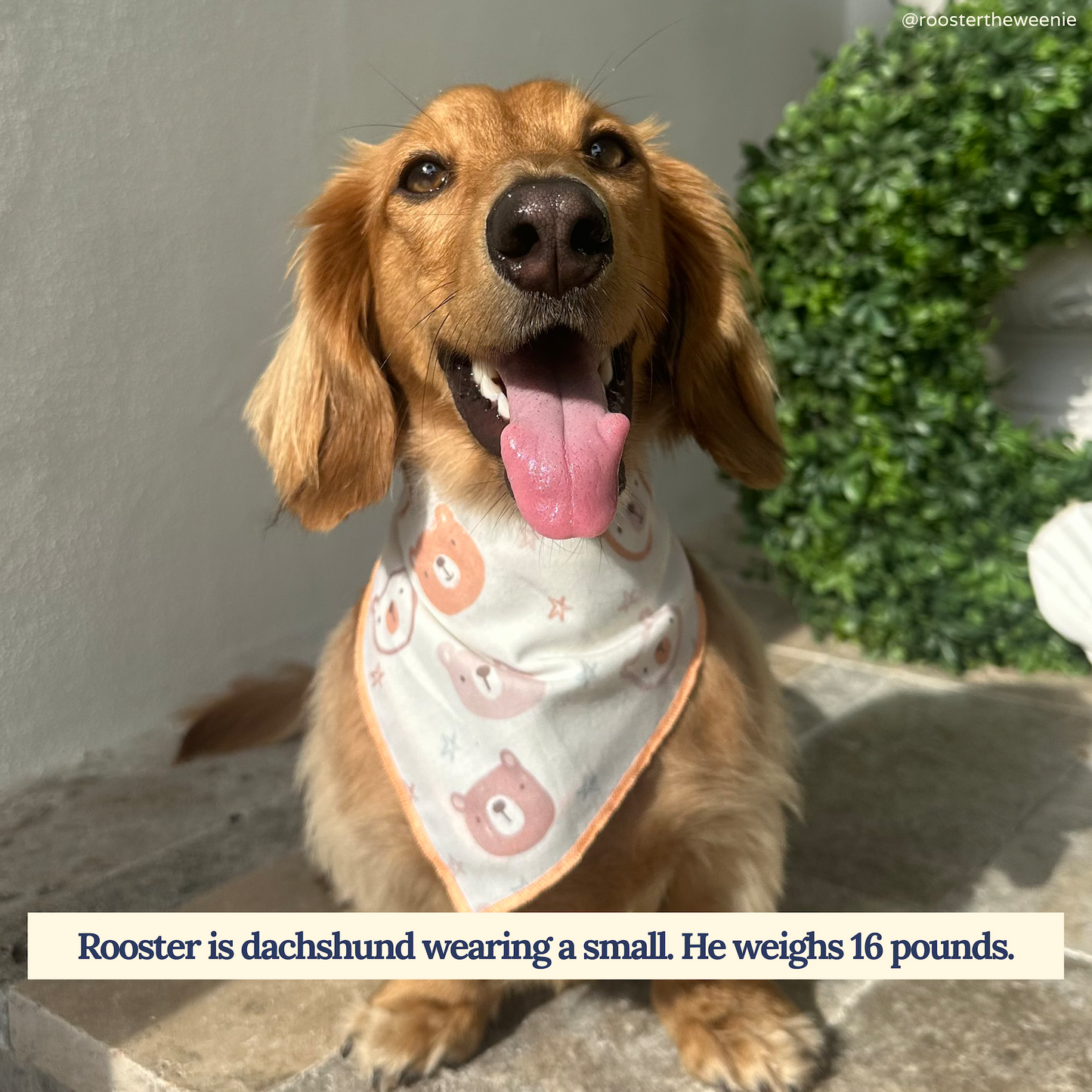 Unbearably Cute Bandana