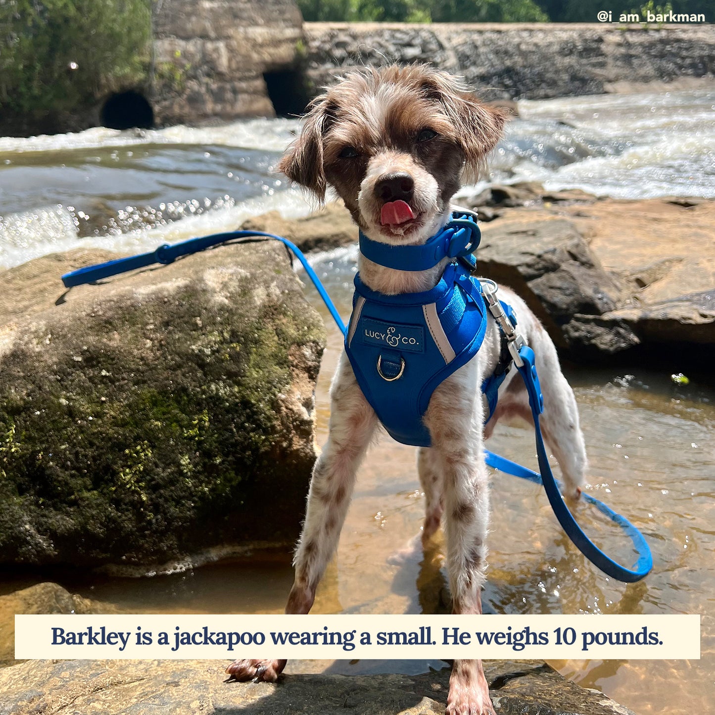 Indie Waterproof PVC Collar