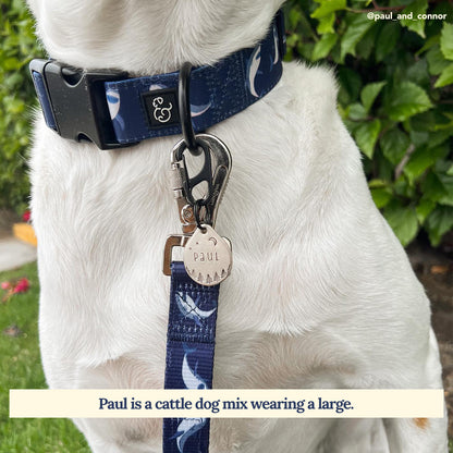 Shark Attack Collar
