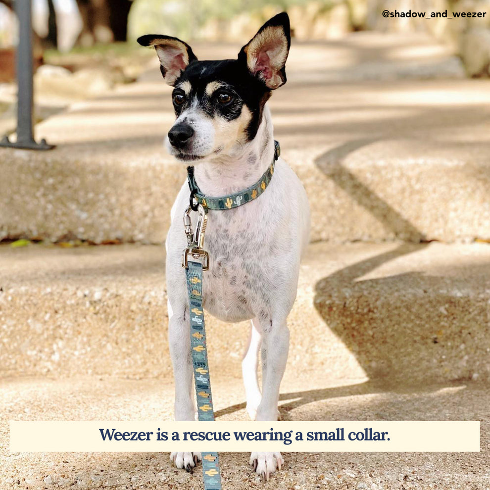 The Looking Sharp Collar | Matching Dog Collars | Lucy & Co.
