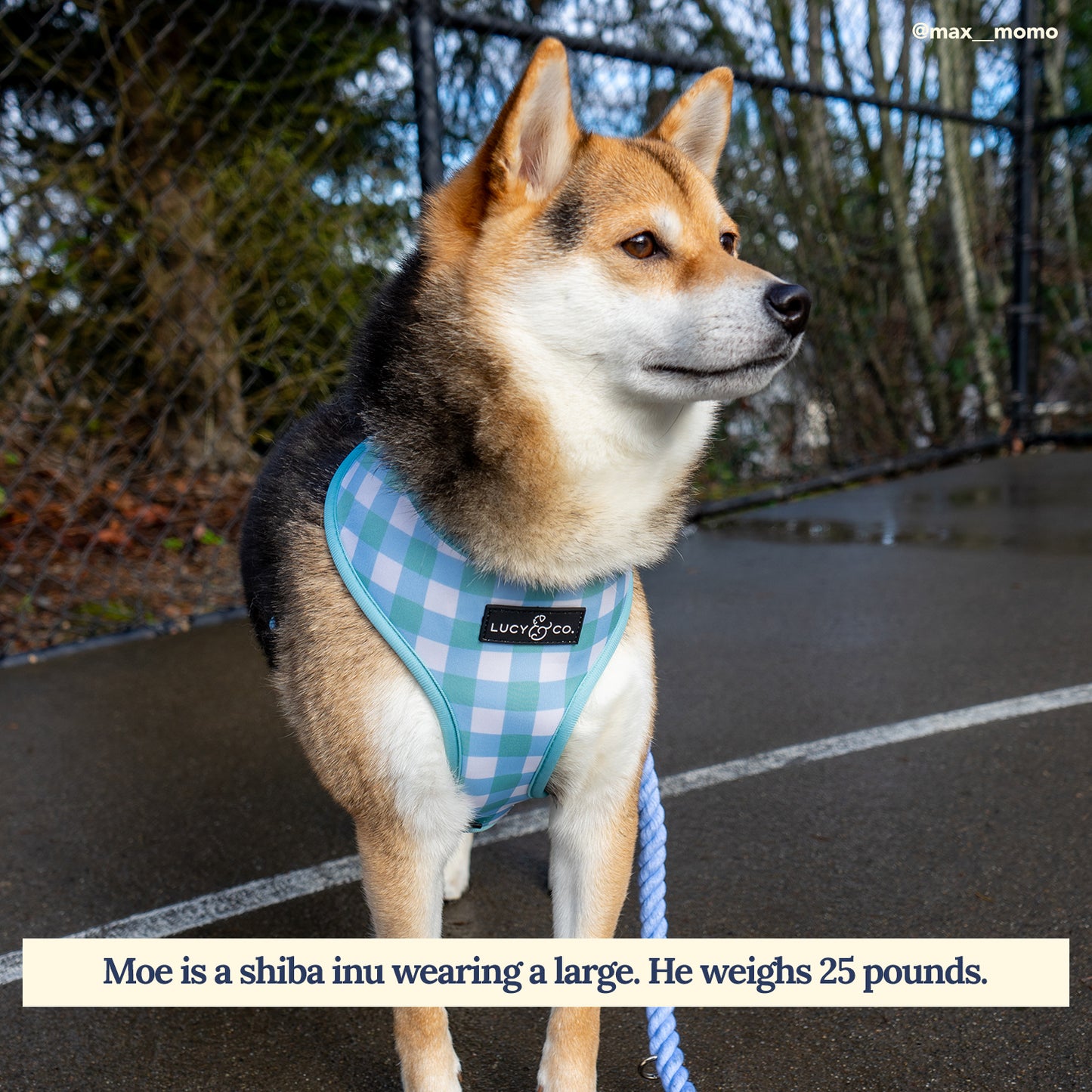 Funny Bunny Reversible Harness