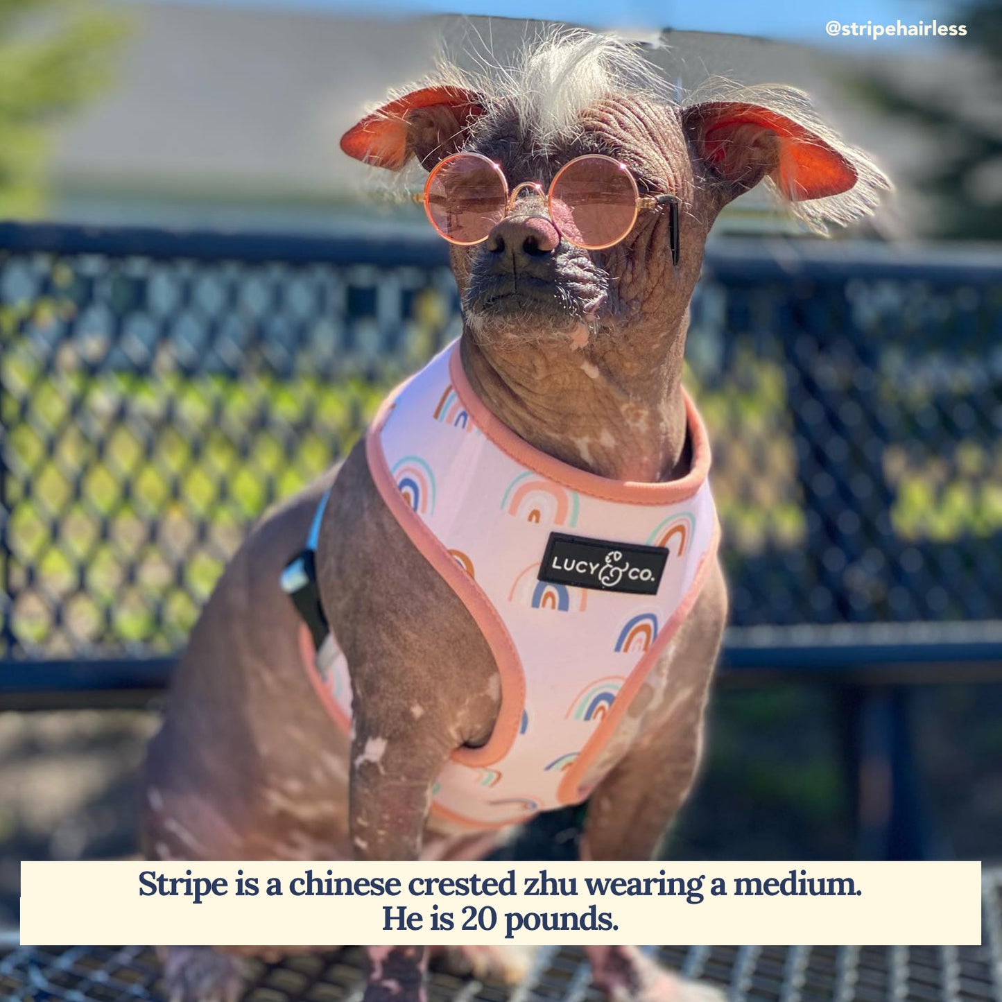 In the Clouds Reversible Harness
