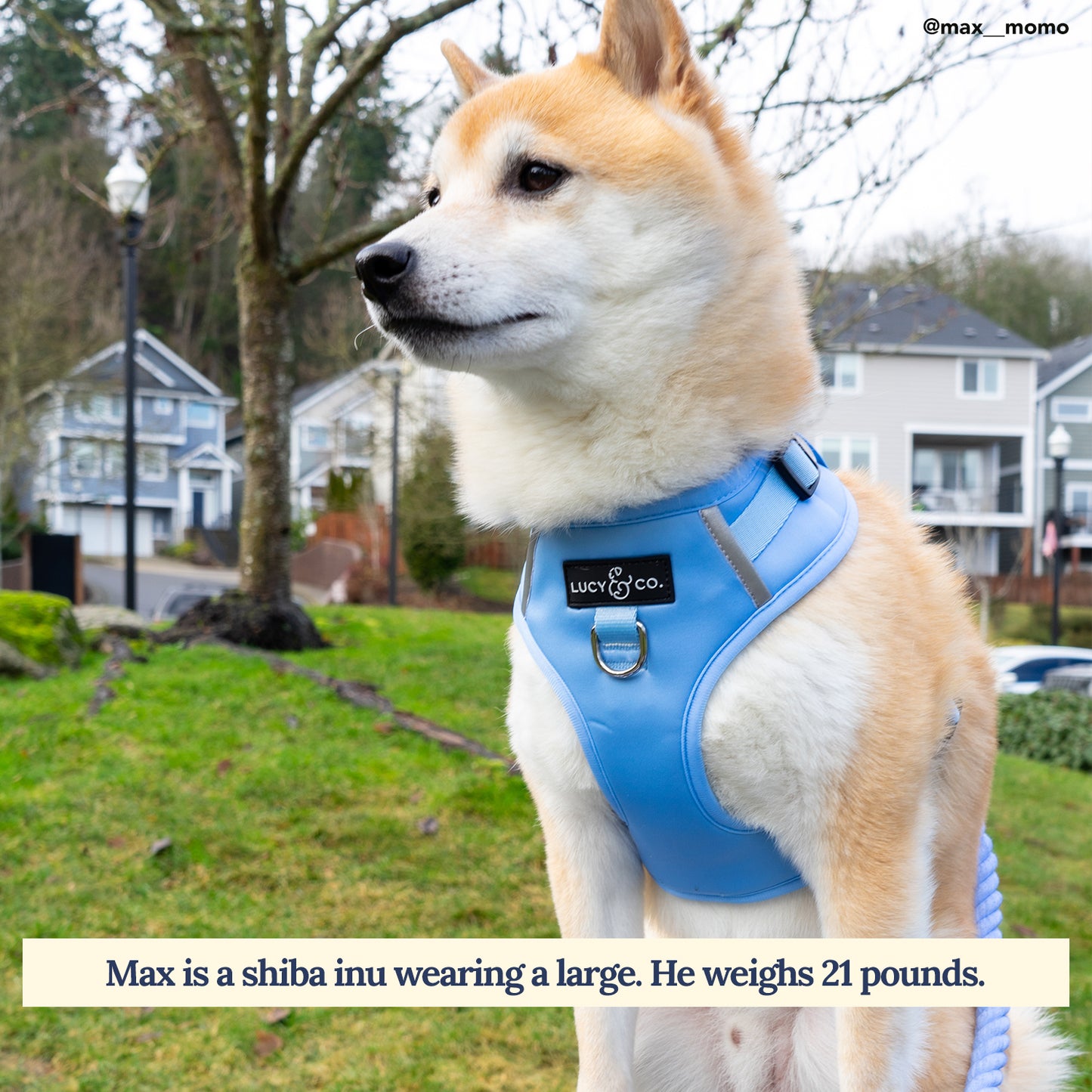 Denim Blue No-Pull Harness