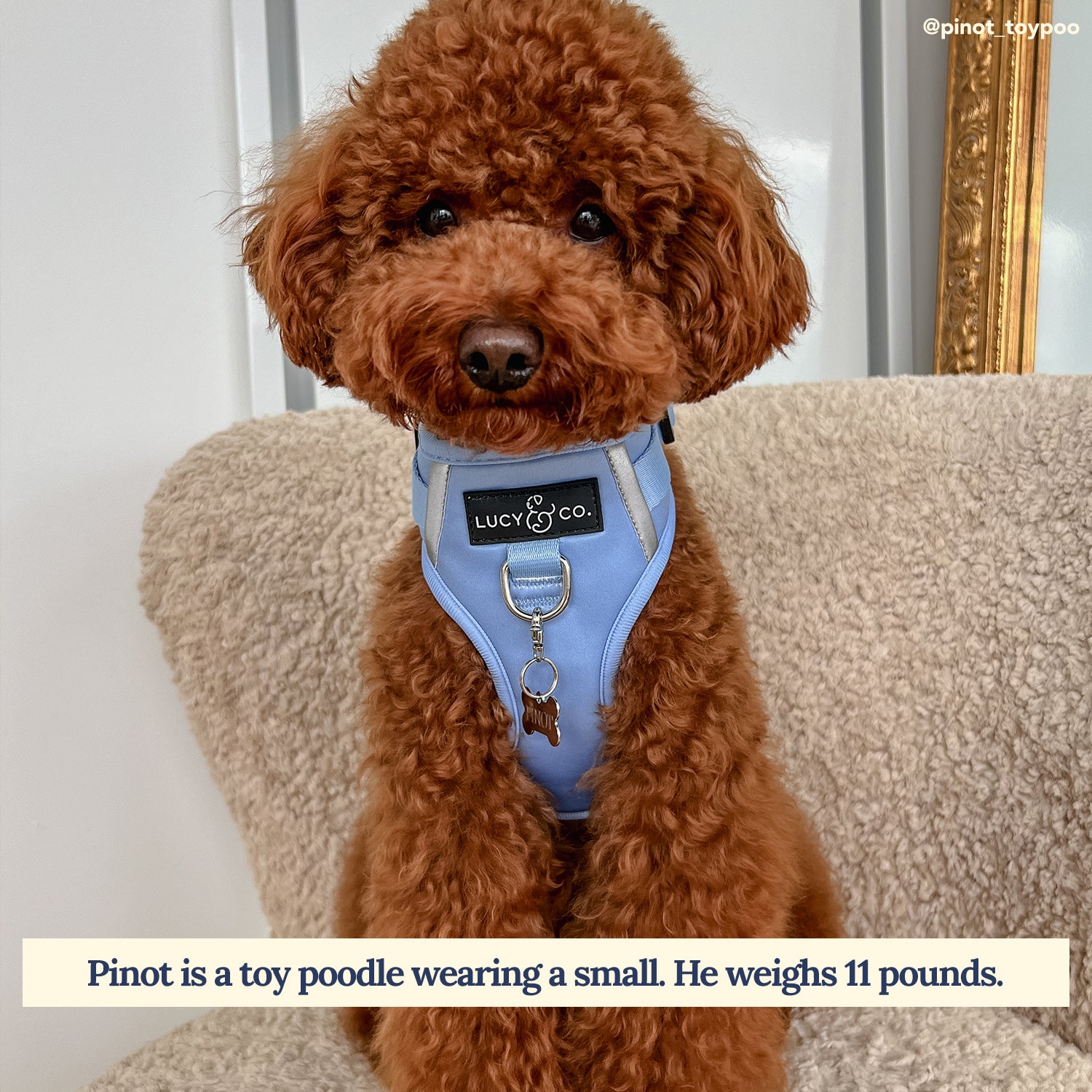 The Denim Blue No-Pull Neoprene Harness Dog Harness Lucy