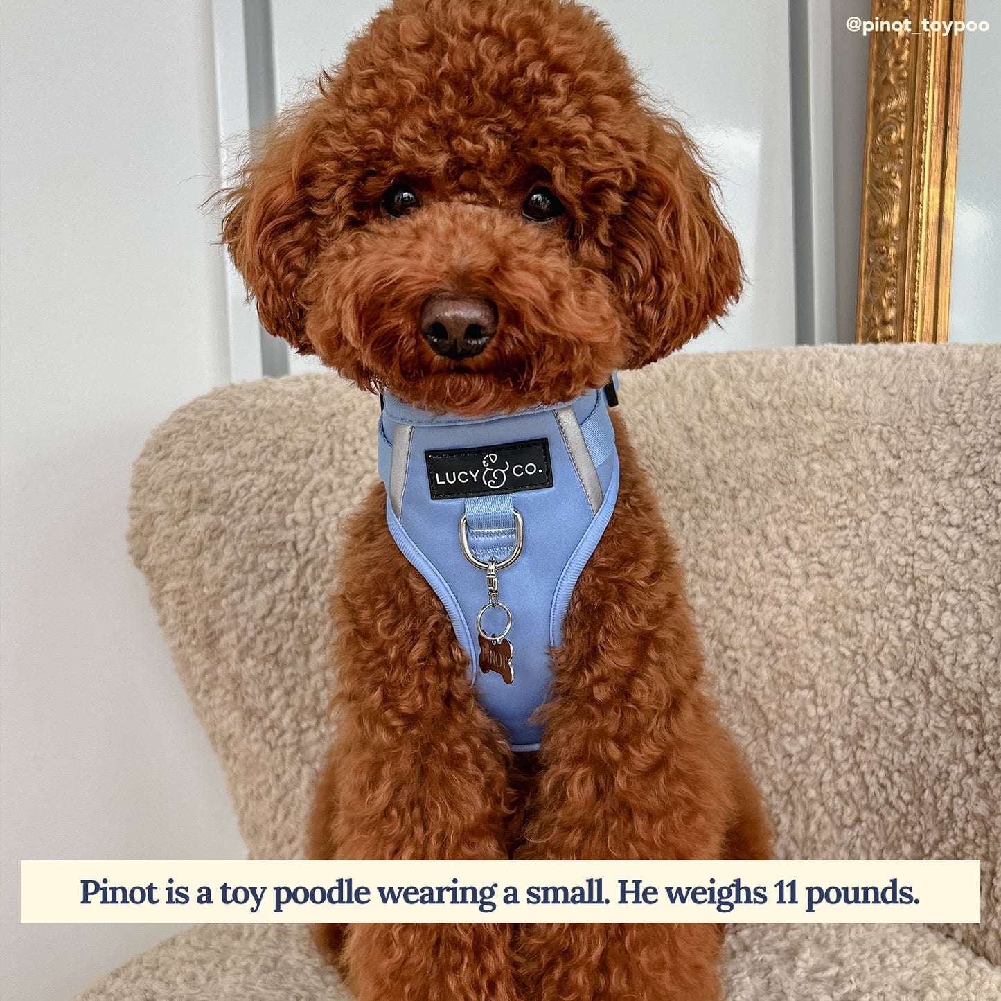 Denim Blue No-Pull Harness