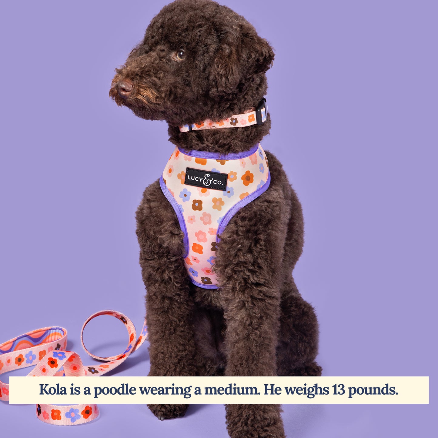 Let's Groove Reversible Harness