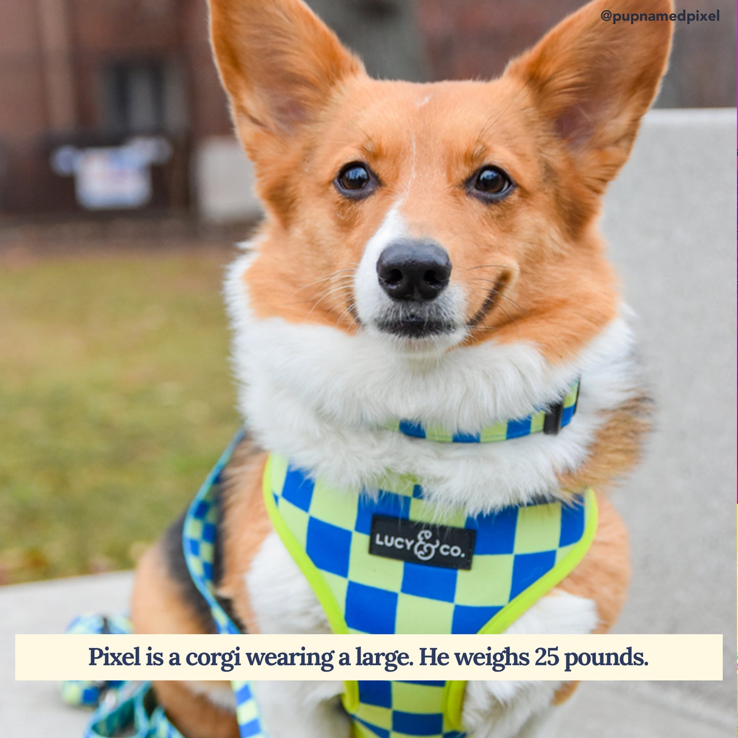 Have a Nice Day Reversible Harness