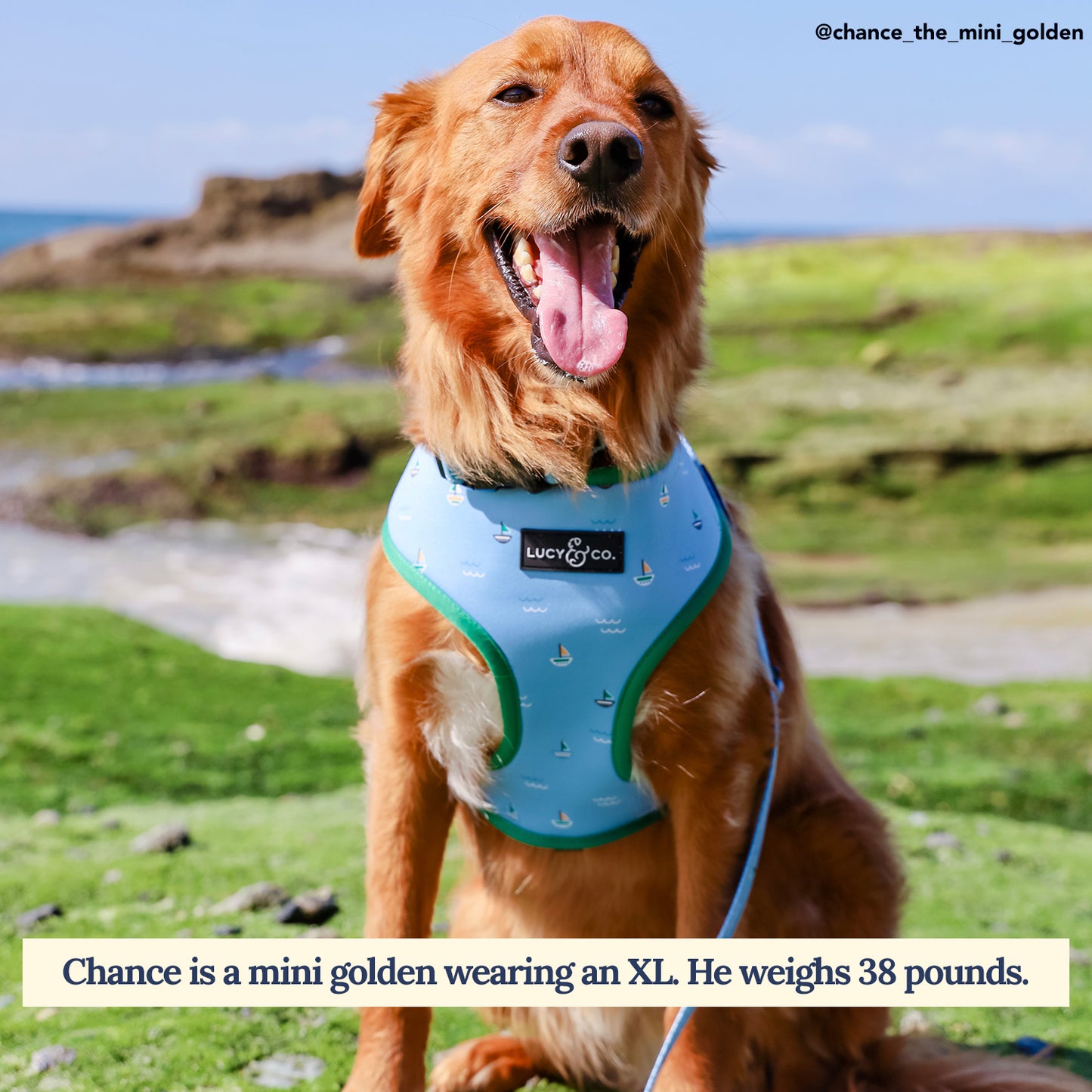Set Sail Reversible Harness