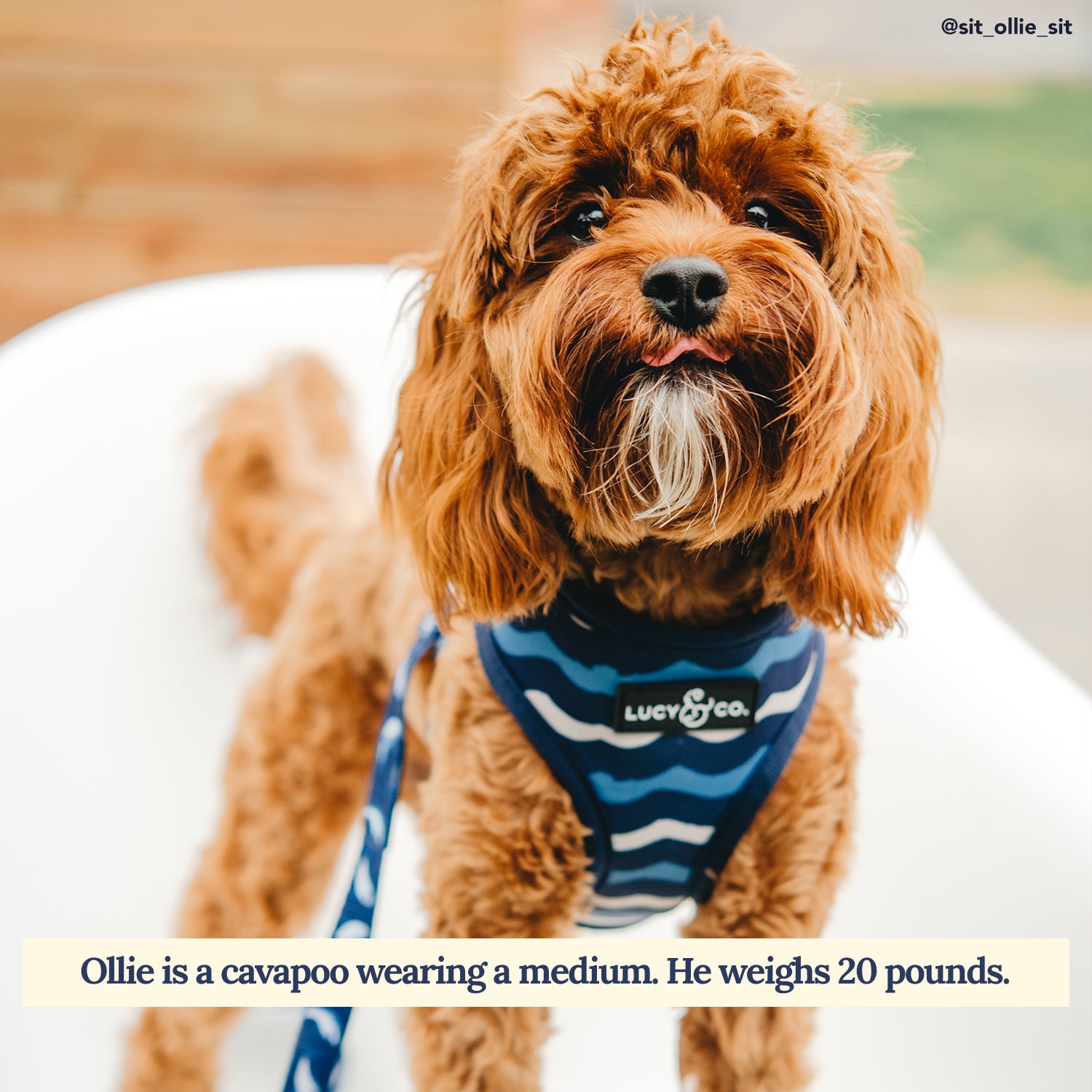 The Shark Attack Reversible Neoprene Dog Harness Lucy Co