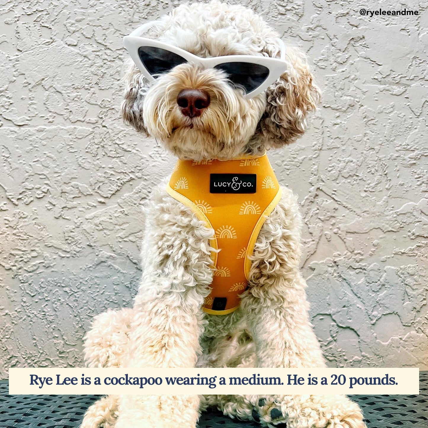 Looking Sharp Reversible Harness