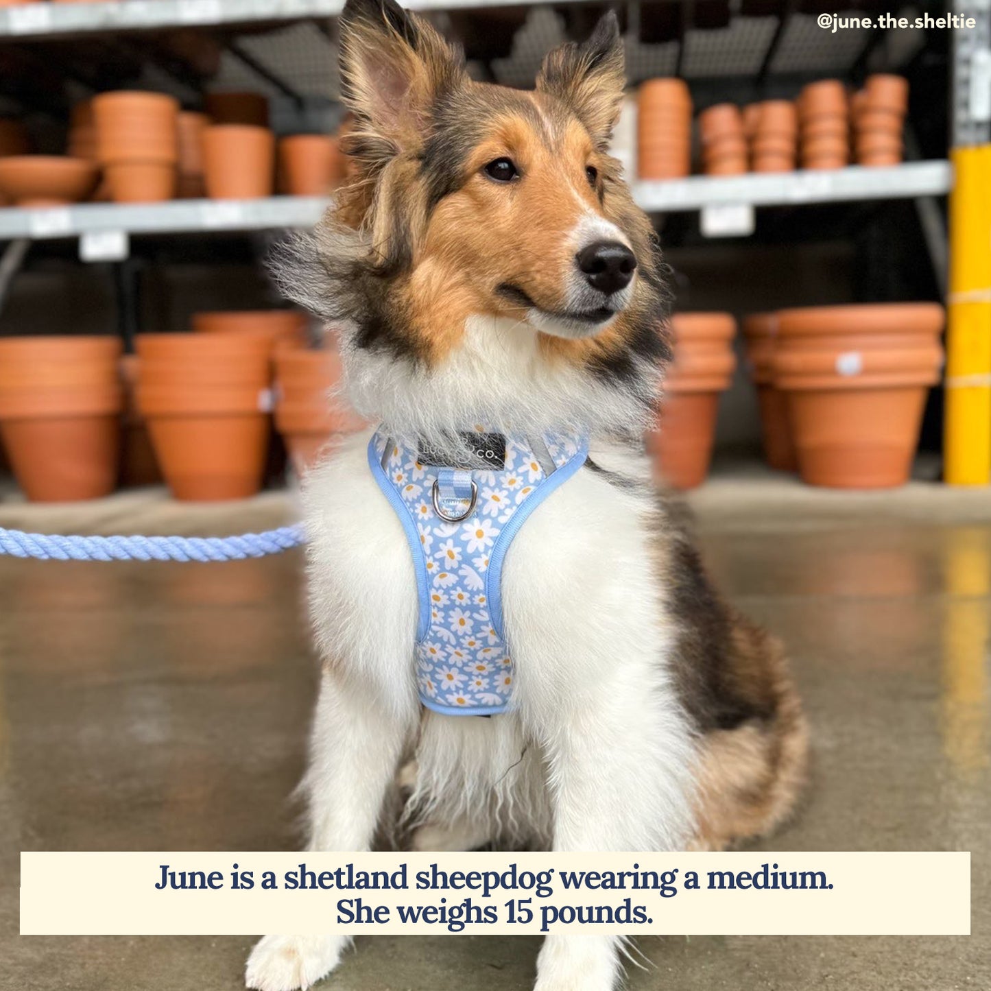 Simply Splendid No-Pull Harness