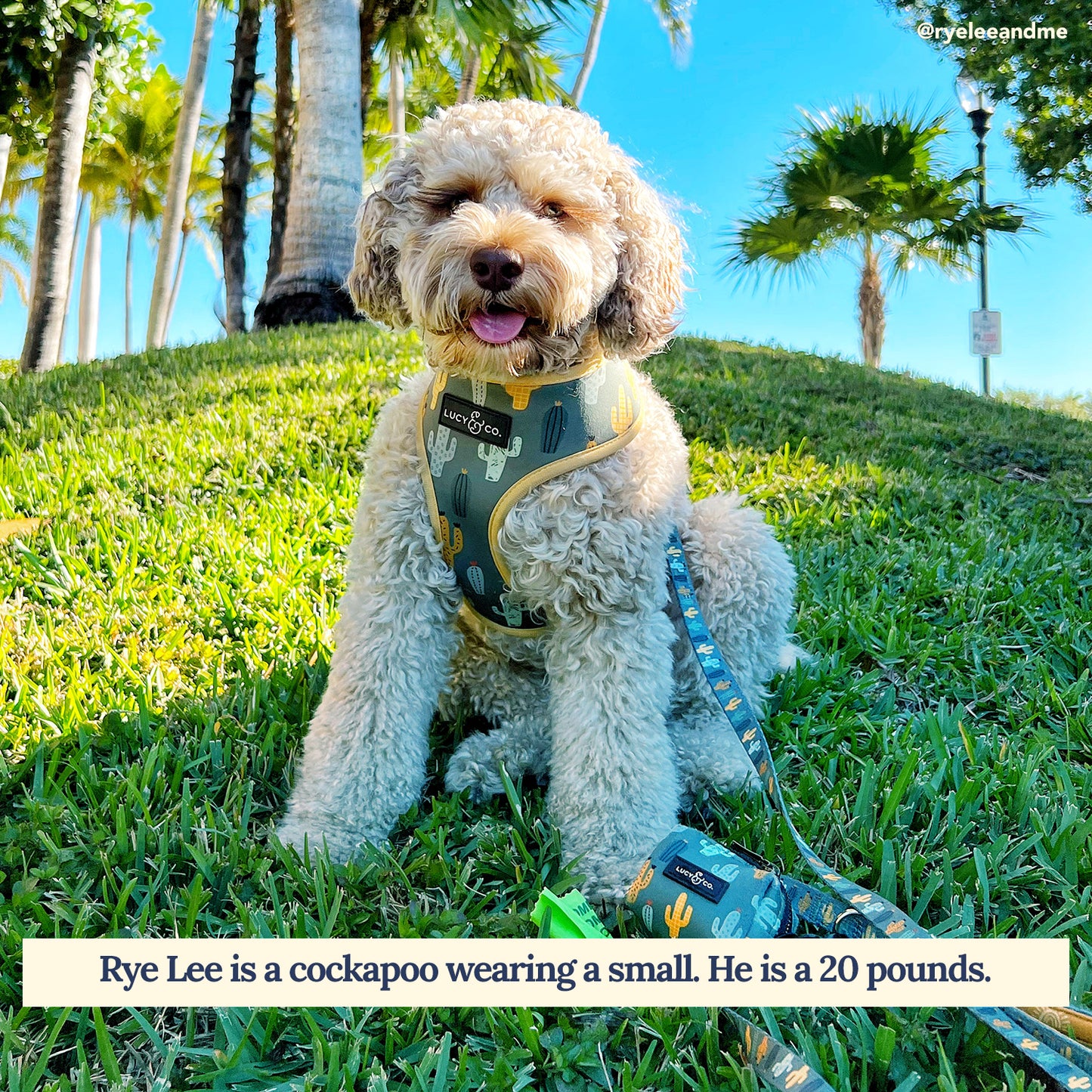 Looking Sharp Leash