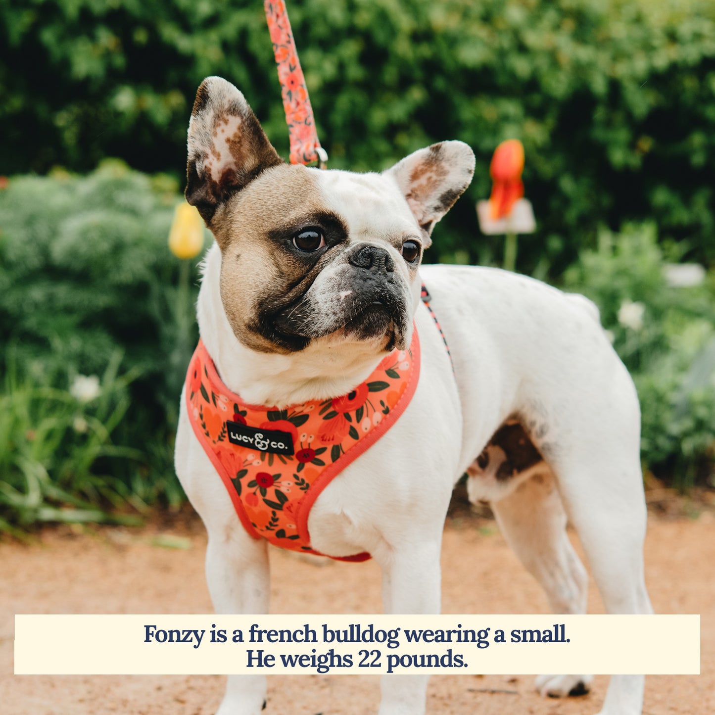 Posy Pink Leash