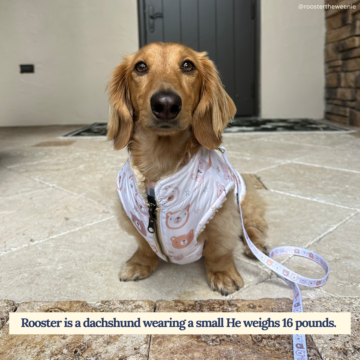 Unbearably Cute Leash