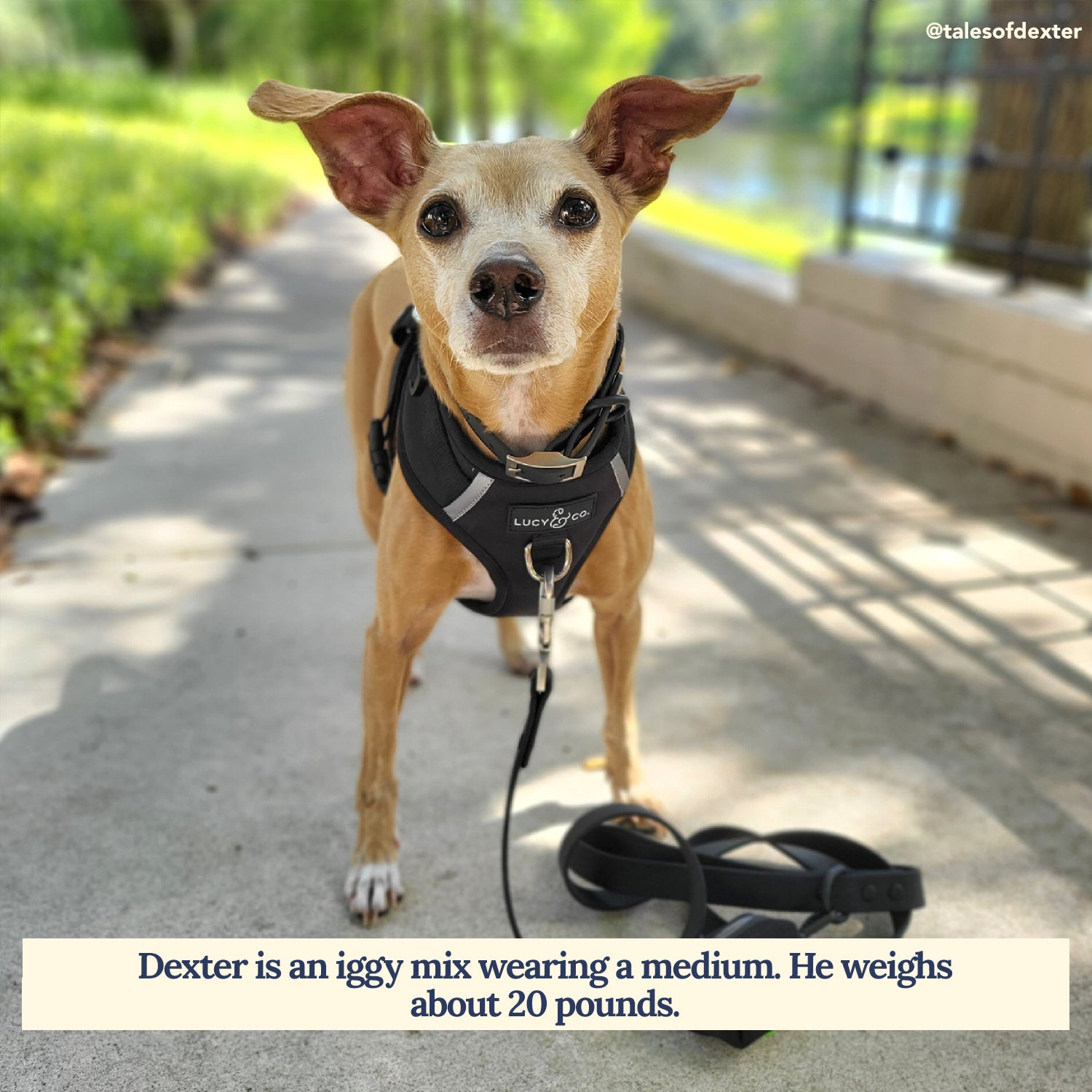 The Midnight Black No-Pull Neoprene Dog Harness Lucy