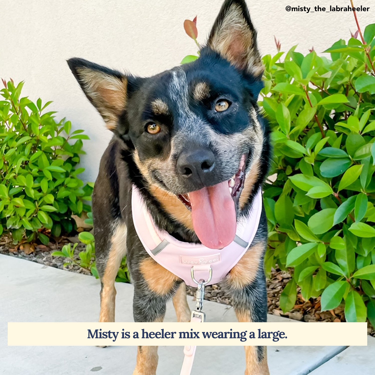 The Rosewater Pink No-Pull Neoprene Dog Harness Lucy